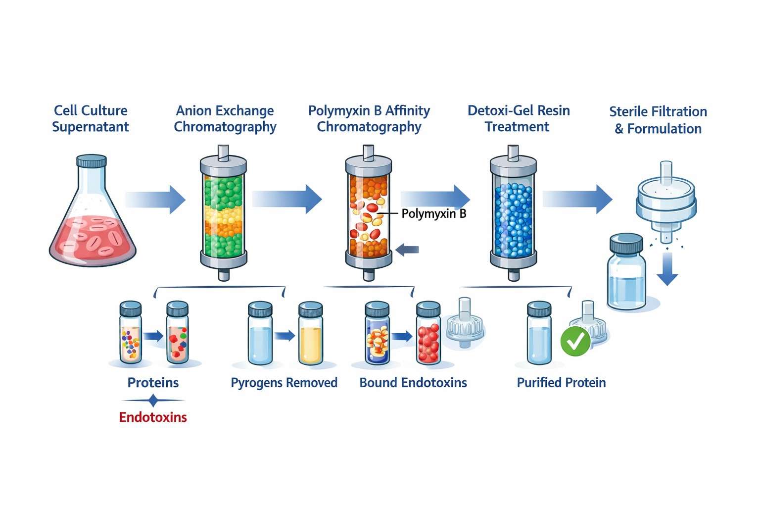 vaccine-grade-protein-purification-process-and-critical-pyrogen-removal-steps