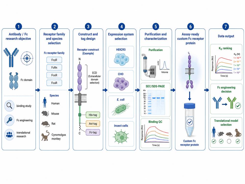 Application-Driven Fc Receptor Customization Workflow