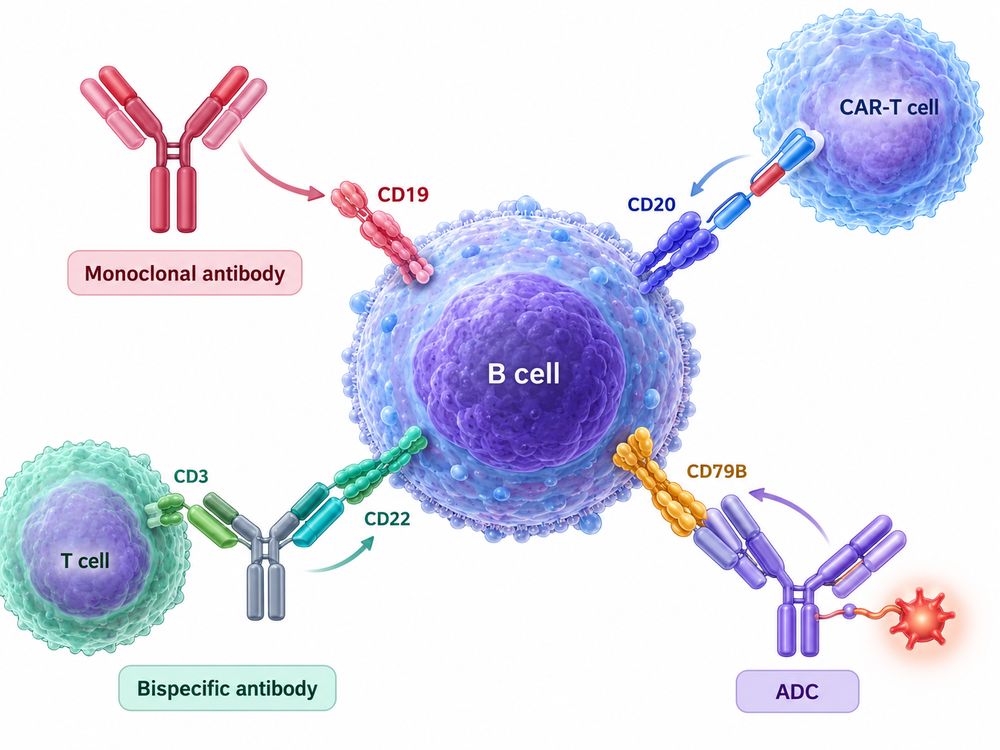 Antibody, CAR-T, bispecific and antibody-drug conjugate approaches targeting B cell CD antigens.