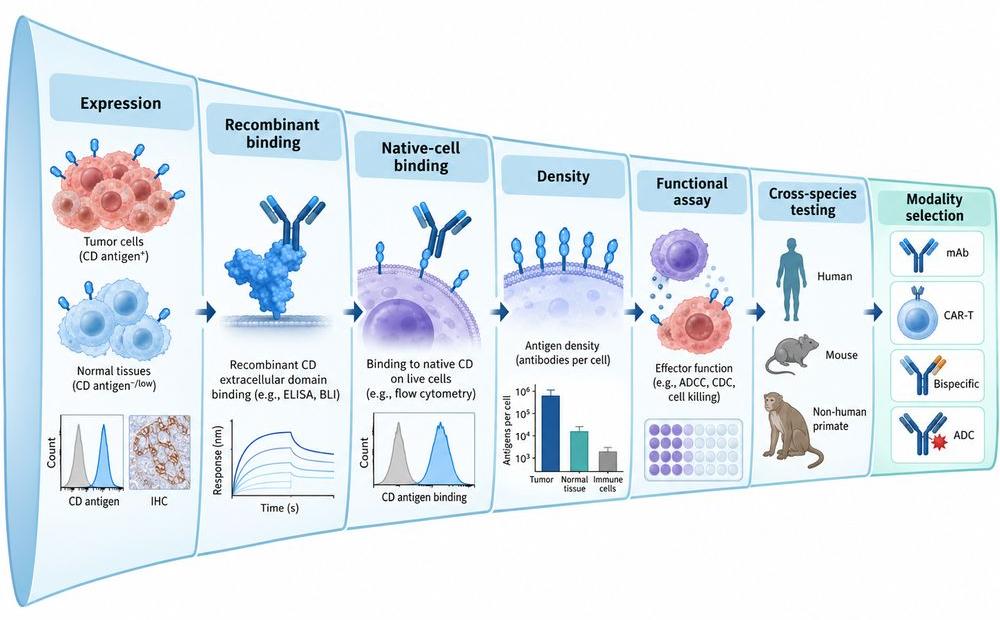 Target validation workflow for CD antigens used in antibody, CAR-T, bispecific and ADC development.