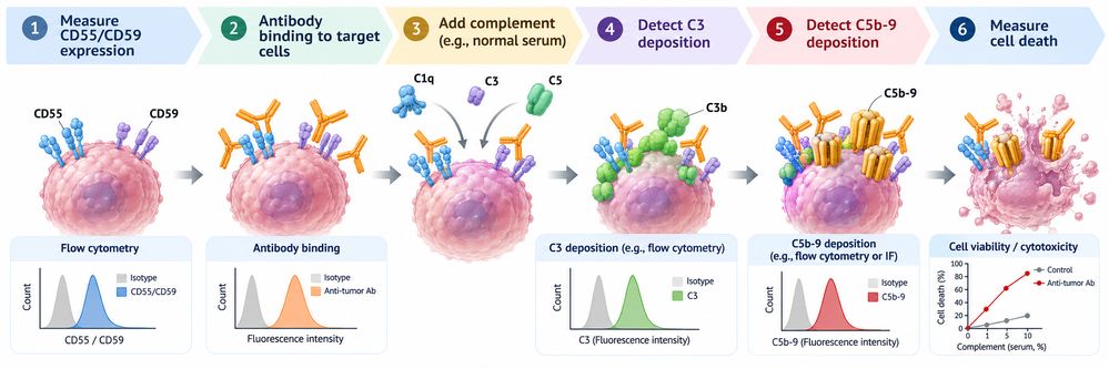 Experimental workflow for studying CD55 and CD59 in complement-dependent cytotoxicity.