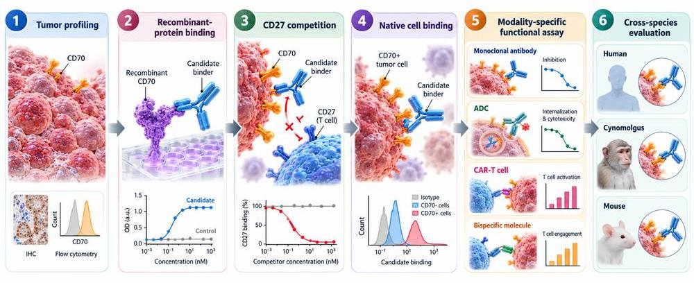 Experimental workflow for validating CD70 as a therapeutic target.