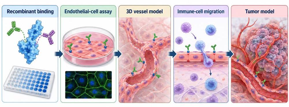 Multi-level workflow for studying CD93 as a tumor vascular target.