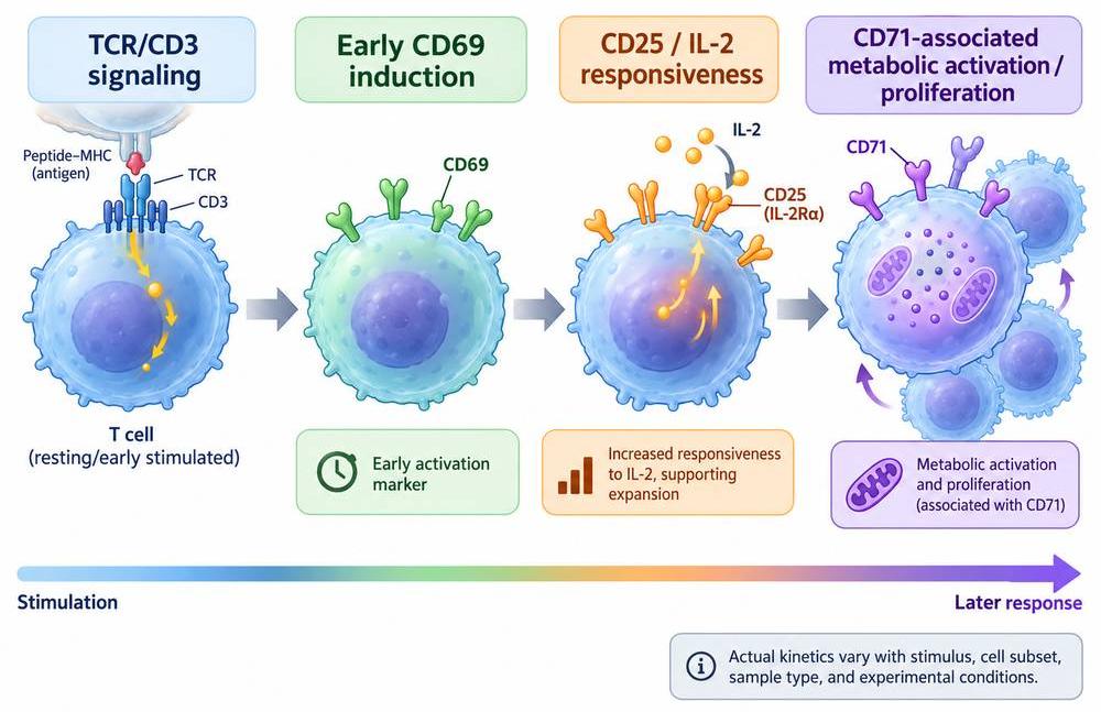 Dynamic expression of CD69, CD25 and CD71 during T cell activation.