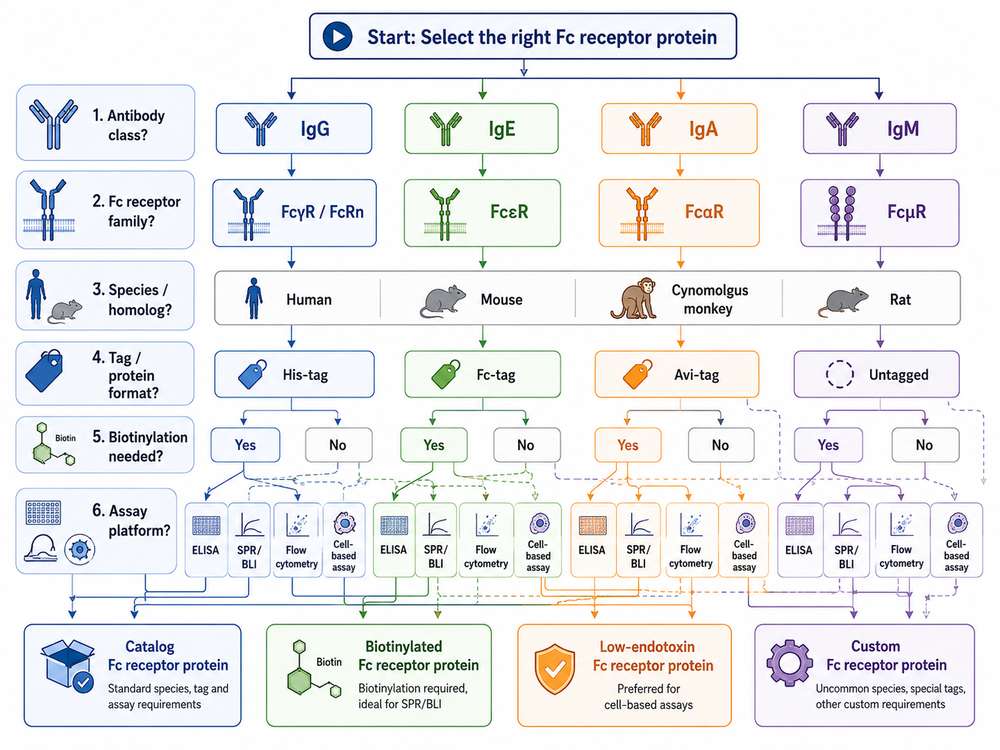 Fc Receptor Product Selection Decision Tree