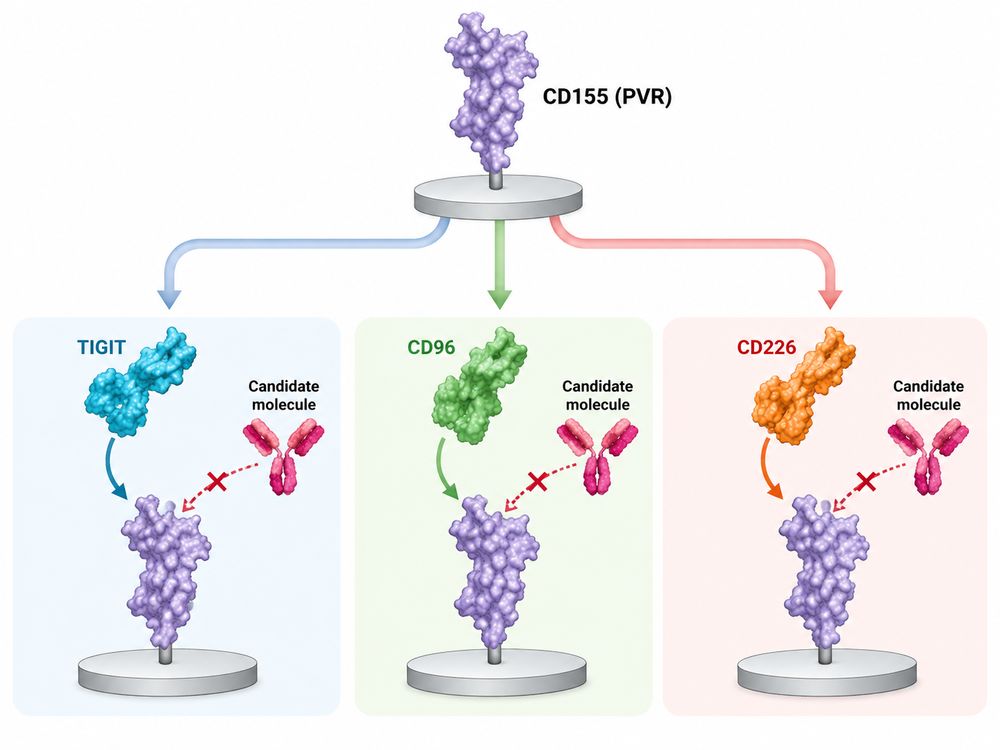 Parallel competition assays evaluating CD155 binding to TIGIT, CD96 and CD226.