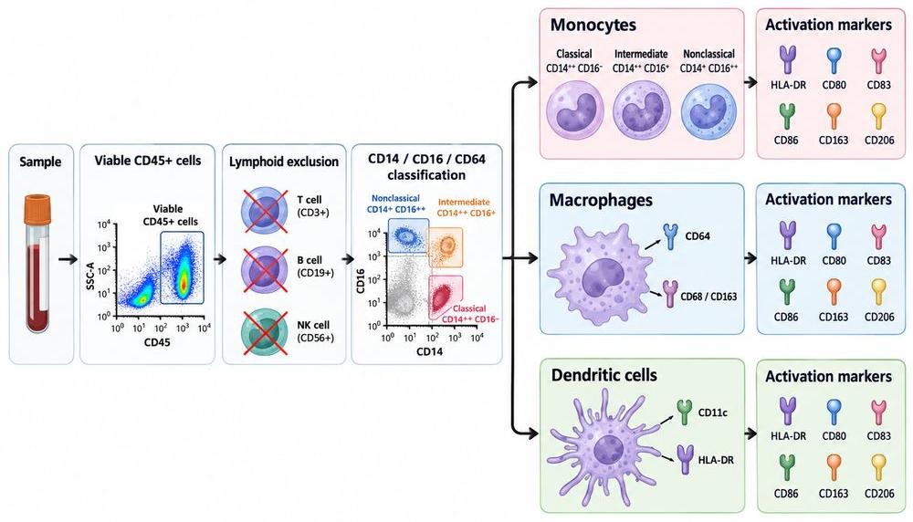 Multiparameter flow cytometry workflow for monocyte, macrophage and dendritic-cell immune profiling.