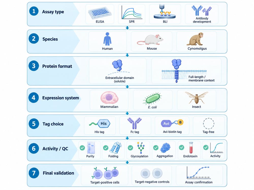 Decision tree for selecting recombinant CD antigens for ELISA, SPR, BLI and antibody development.