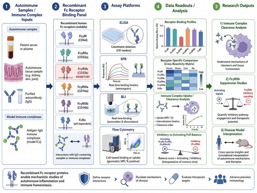 Recombinant Fc receptor proteins support mechanistic studies of immune complex clearance and autoimmune inflammation.