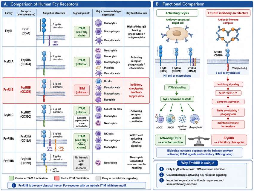 Structural and functional overview of human Fc&gamma; receptors, illustrating the unique ITIM-containing inhibitory architecture of Fc&gamma;RIIB compared to ITAM-bearing activating receptors.