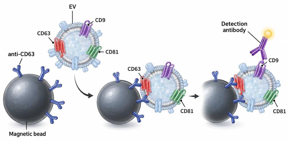 Extracellular vesicle capture assay using CD63 and detection using CD9 or CD81.