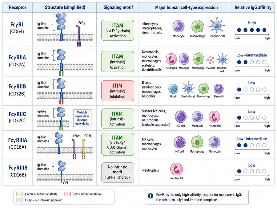 Human Fc&gamma;R family overview: structure, cell-type expression, and relative IgG affinity. ITAM (green) drives activation; ITIM (red) mediates inhibition.
