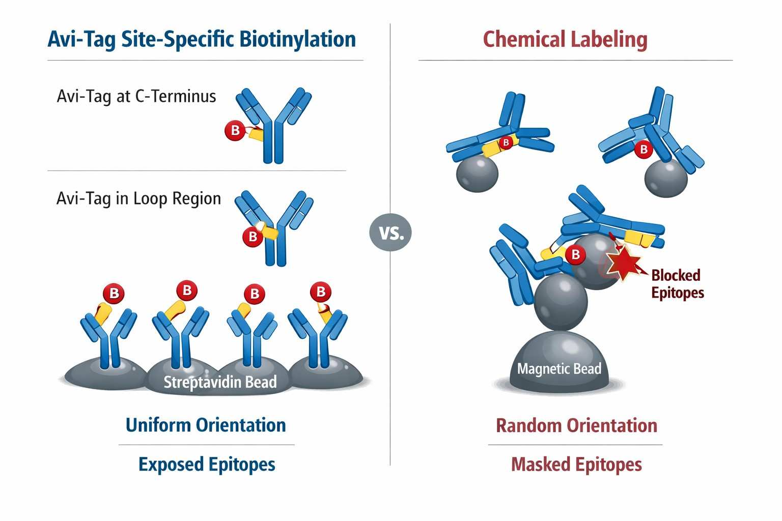 schematic-comparison-of-avi-tag-site-specific-biotinylation-vs-chemical-labeling-antigen-orientation