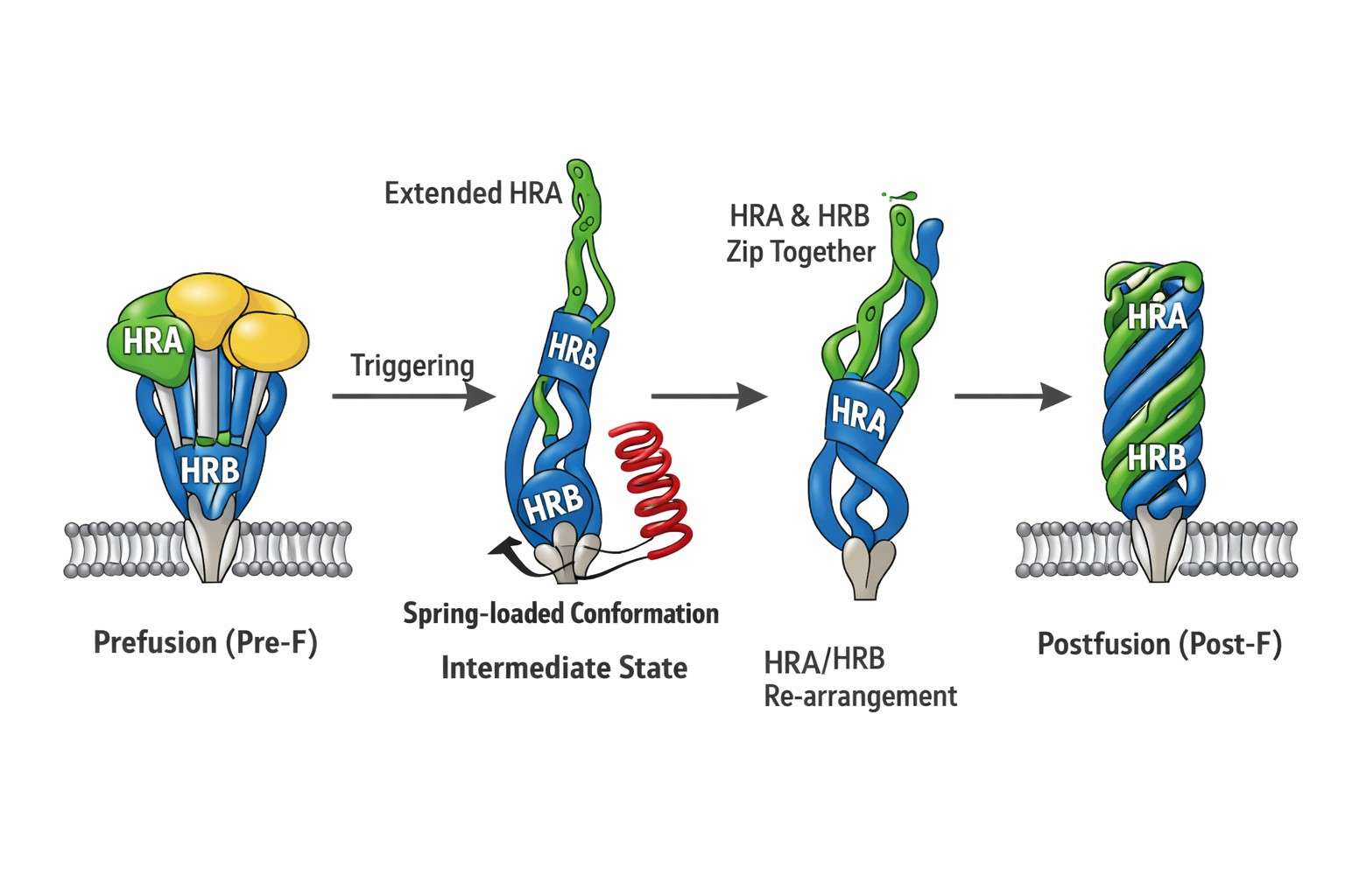 schematic-diagram-of-conformational-change-of-nipah-virus-f-protein-from-prefusion-pre-f-to-postfusion-post-f