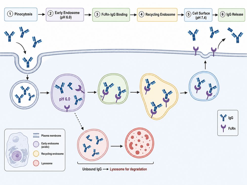 FcRn-mediated IgG recycling pathway. IgG is internalized via fluid-phase pinocytosis. In acidic endosomes, FcRn binds IgG and diverts it to recycling endosomes, bypassing lysosomal degradation. At the cell surface, neutral pH triggers IgG release.