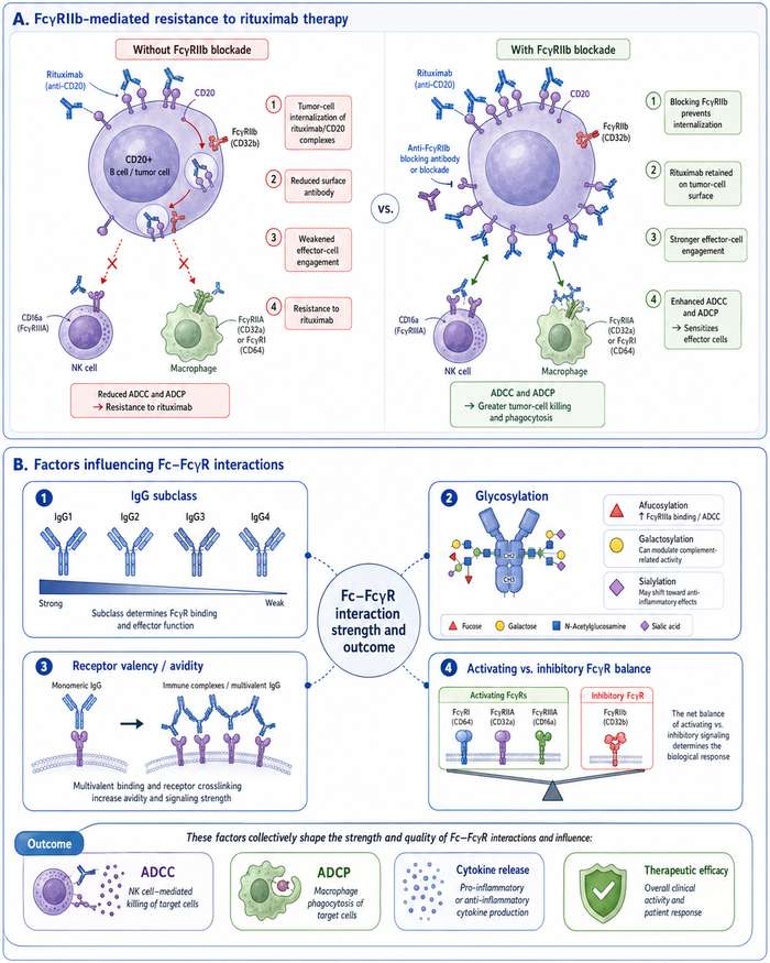 (Top) Fc&gamma;RIIb-mediated resistance to rituximab therapy&mdash;blocking Fc&gamma;RIIb prevents tumor cell internalization and sensitizes effector cells. (Bottom) Factors influencing Fc-Fc&gamma;R interactions, including IgG subclass, glycosylation, receptor valency, and activating vs. inhibitory Fc&gamma;R engagement balance.