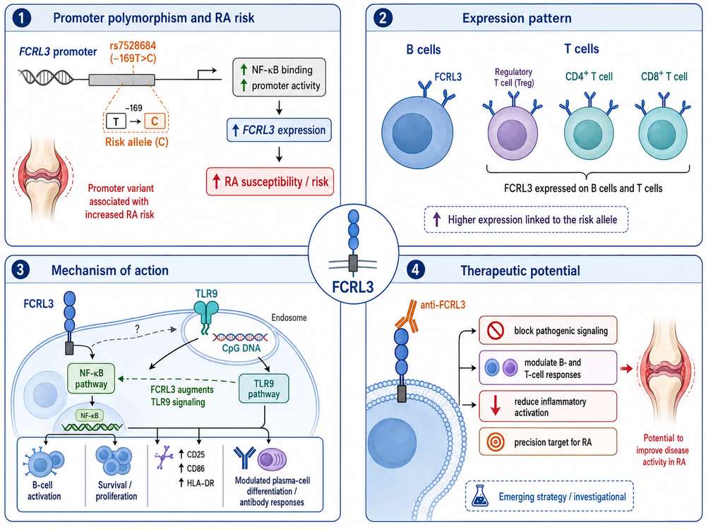 FCRL3 in rheumatoid arthritis: promoter polymorphism (rs7528684) increases RA risk; expression on B cells and T cells; mechanism of action through NF-&kappa;B and TLR9 pathways; and therapeutic potential via anti-FCRL3 strategies.