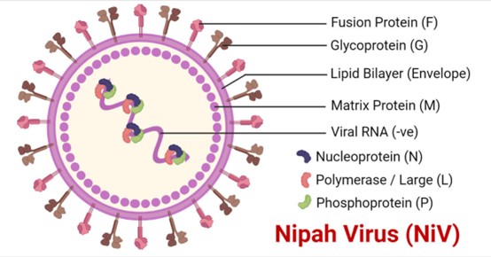schematic-diagram-of-nipah-virus-structure-and-n-protein-location