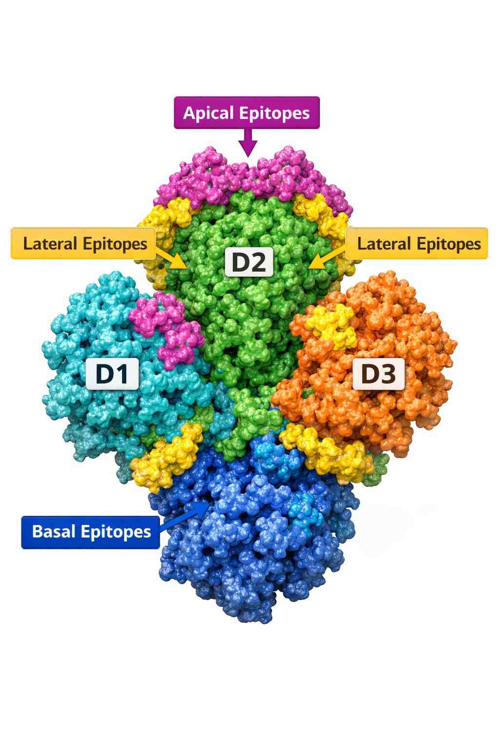 surface-distribution-map-of-neutralizing-epitopes-on-nipah-virus-f-protein
