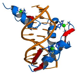 Zinc finger binding to the target DNA sequence