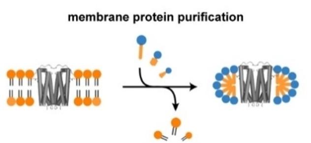 Membrane protein purification