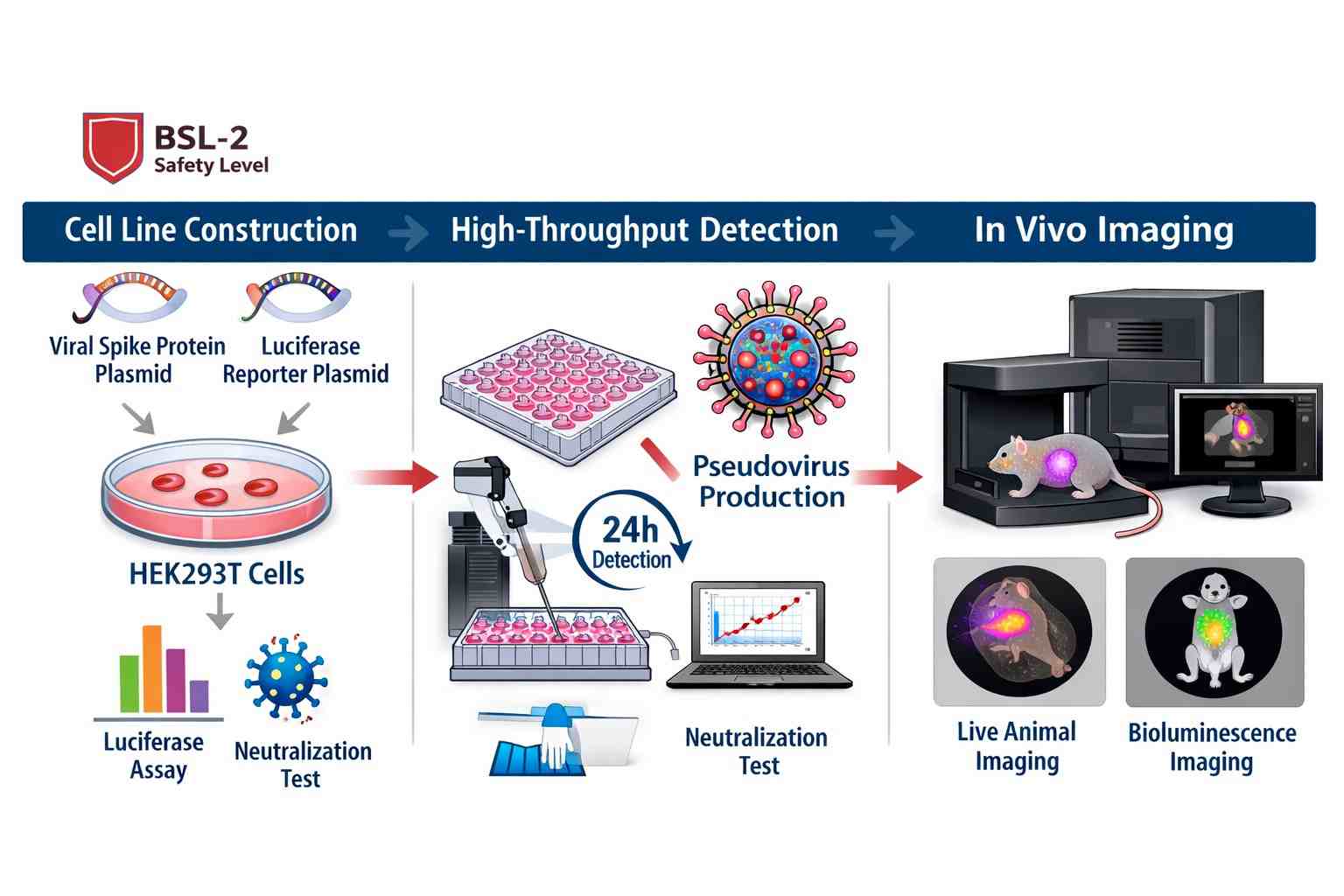 pseudovirus-platform-workflow-and-application-schematic