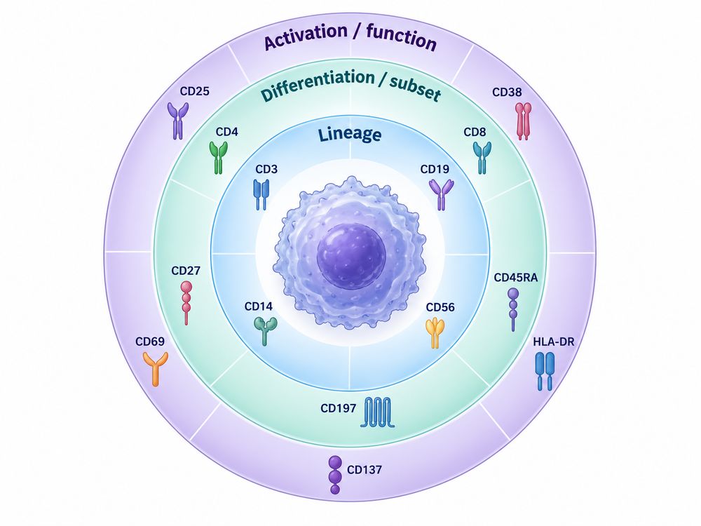 Comparison of lineage, differentiation, and activation CD markers used in immune cell immunophenotyping.