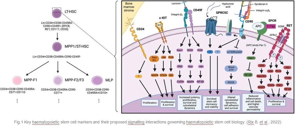 Key Haematopoietic Stem Cell Markers and Their Proposed Signalling Interactions Governing Haematopoietic Stem Cell Biology.