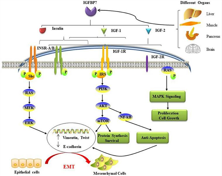 Insulin Growth Factor Binding Protein 7 (IGFBP7)