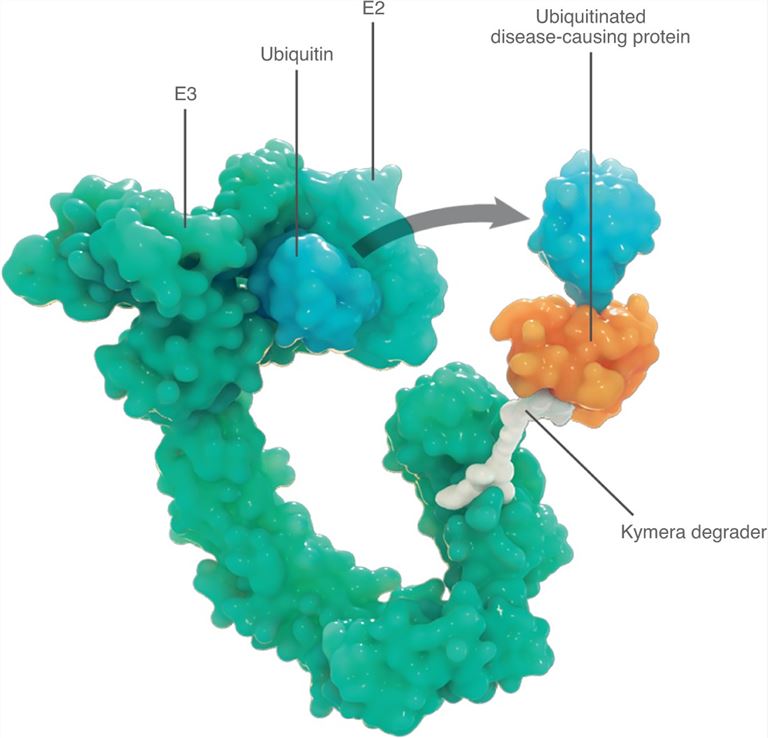 IRAK4 degrader to take on innate immunity