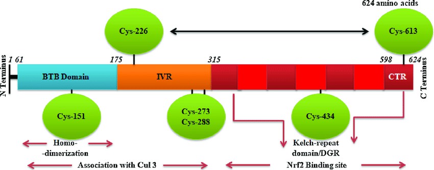 What is KEAP1 Protein?