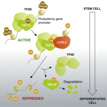 LOXL2 Oxidizes Methylated TAF10