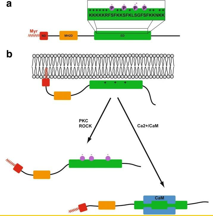 MARCKS protein structure and electrostatic switch