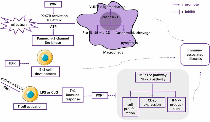 The role of PXR in the regulation of immune cells