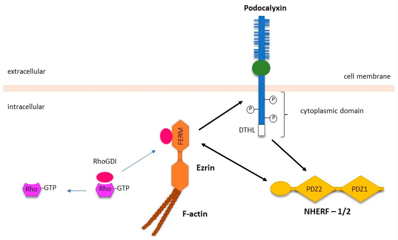 Structure of PODXL