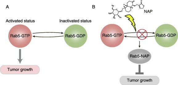 A novel inhibitor of Rab5 to suppress cancer growth