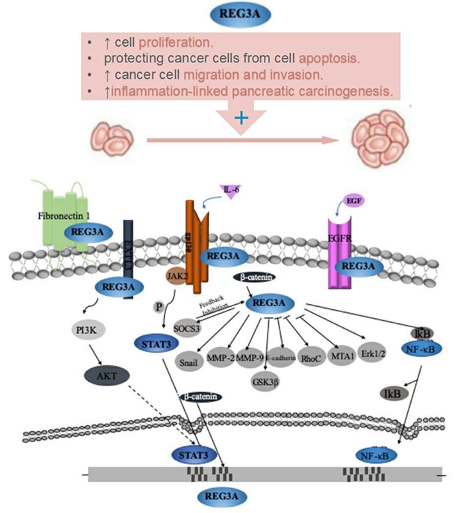 Role and its underlying mechanisms of Reg3A for carcinogenesis of gastrointestinal cancer. (Meng-ya Zhang, et al. 2019)