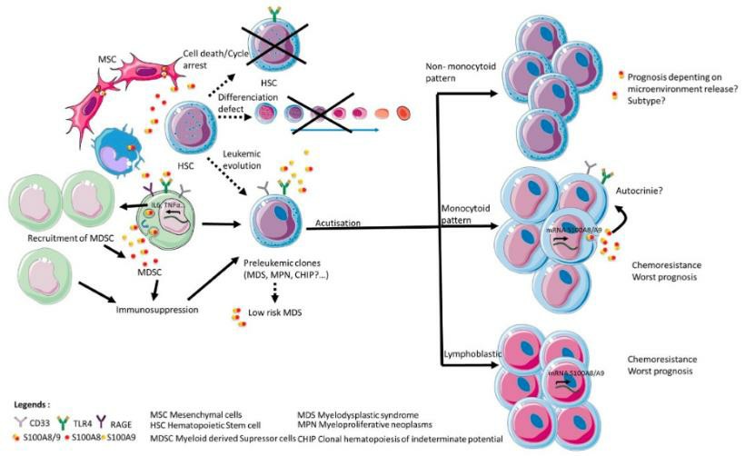 Impact of S100A8 and S100A9 in disruption of hematopoiesis and leukemic progression