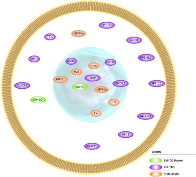 SMYD2 protein-protein interaction partners with their cellular localization