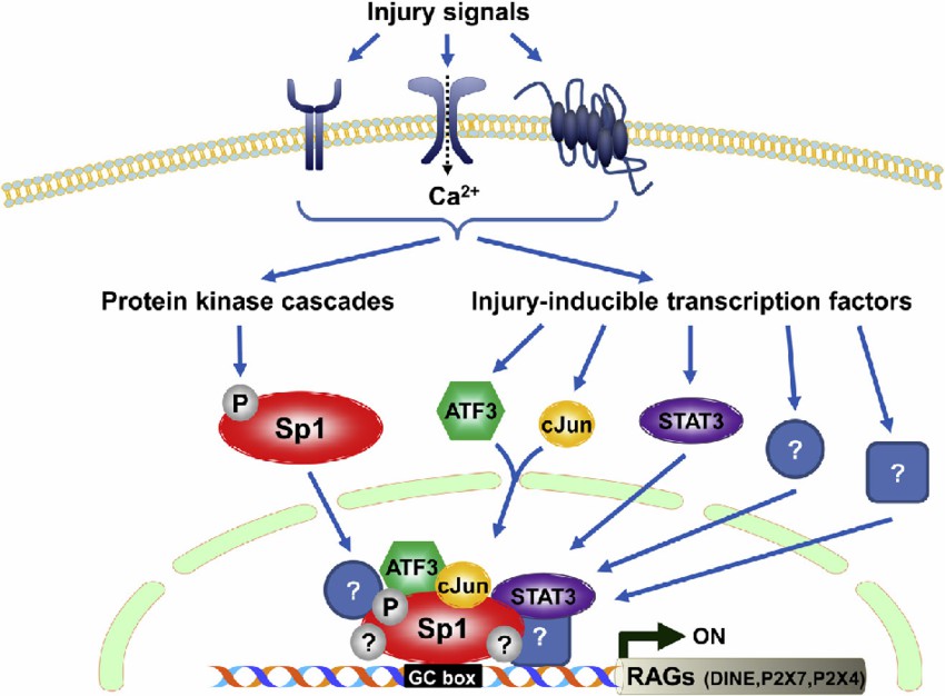 Sp1-mediated transcriptional complex to induce the expression of regeneration-associated genes (RAGs) in response to nerve injury