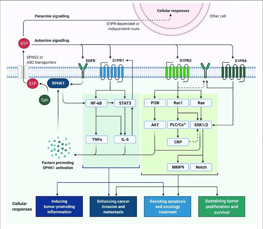 SSPHK1S1P signaling in breast cancer cells