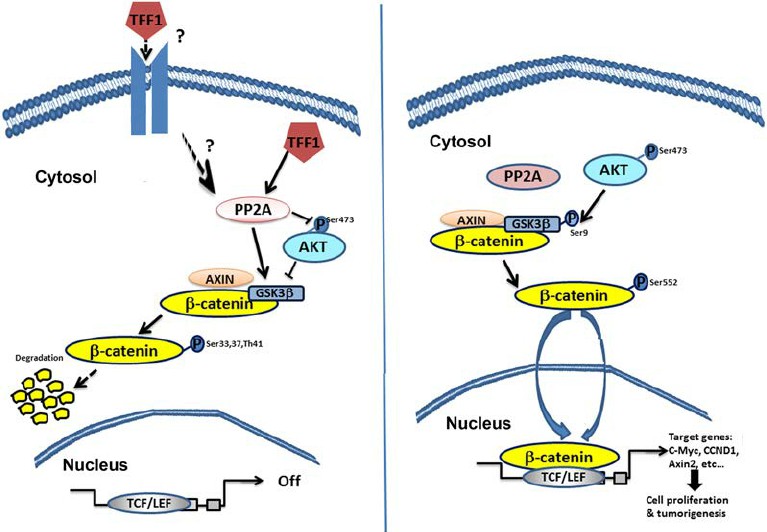 the role of Trefoil factor 1 (TFF1) in suppressing AKT- β -catenin pathway