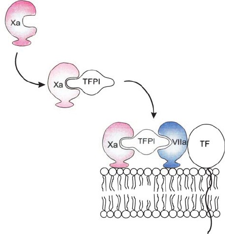 Mechanism of action of TFPI