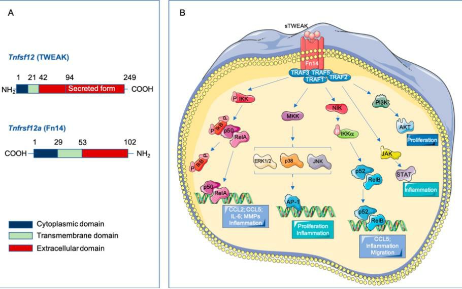 Tumor necrosis factor-like weak inducer of apoptosis (TWEAK)/ fibroblast growth factor-inducible 14 (Fn14) Signaling