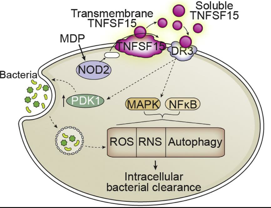 TNFSF15 Promotes Antimicrobial Pathways