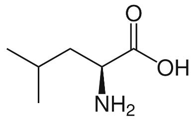 Leucine, Leu, L