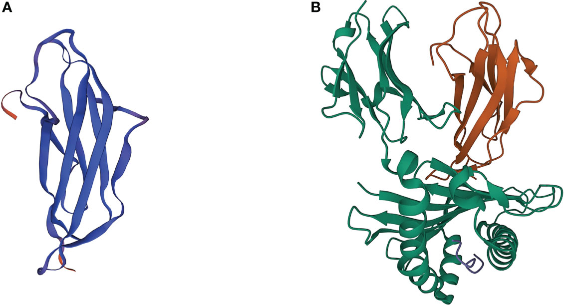 3D crystal structures of B2M and MHC class I complex. (Wang, C., et al. 2022)