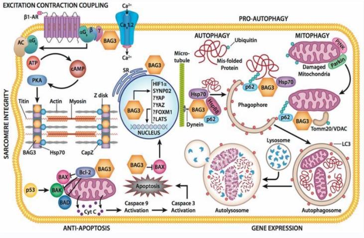 Diverse cellular roles of BAG3 (Brenner, C.M., et al. 2023)