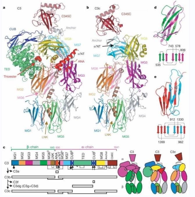 Structures of human complement components C3 and C3c (Janssen, B., et al. 2005)