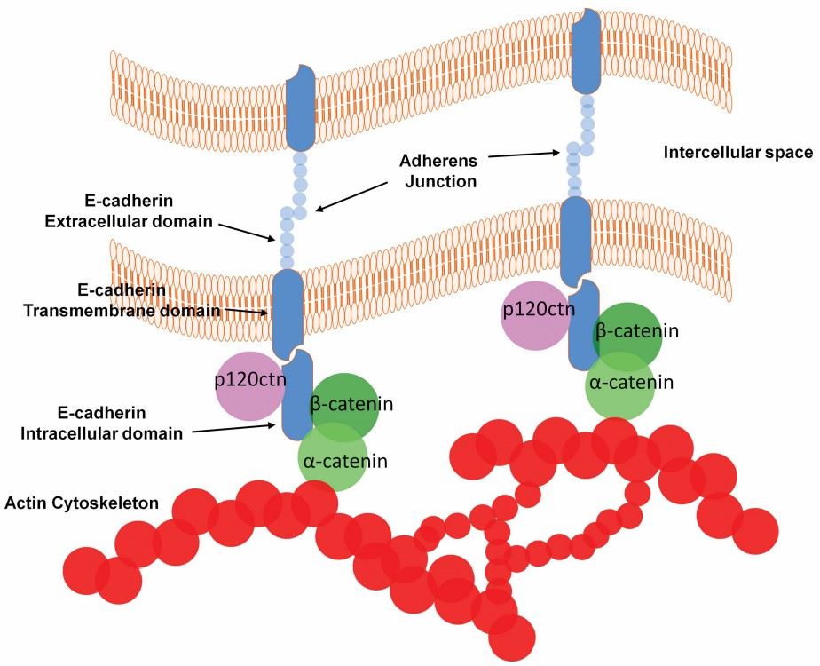 The E-cadherin interface mediating cell-cell adhesion (Gall, T.M., et al. 2013)